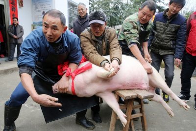 ​“最严”杀猪令已实施，自己养的猪还能杀吗？年猪宴还能不能搞？