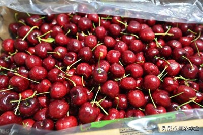 ​【农科知识】国内哪些地区适合种植车厘子？全面分析告诉你答案！