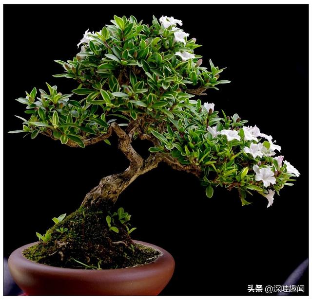 小叶金边六月雪怎么养（盆景说金边六月雪5个养护细节）(3)