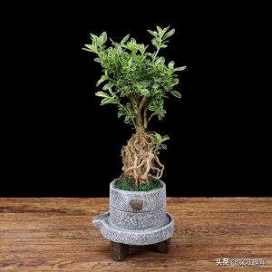 ​小叶金边六月雪怎么养（盆景说金边六月雪5个养护细节）