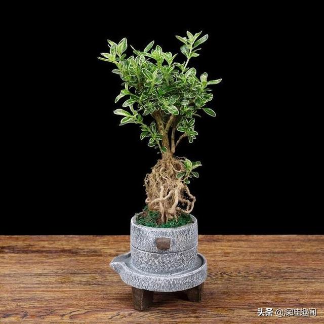 小叶金边六月雪怎么养（盆景说金边六月雪5个养护细节）(1)