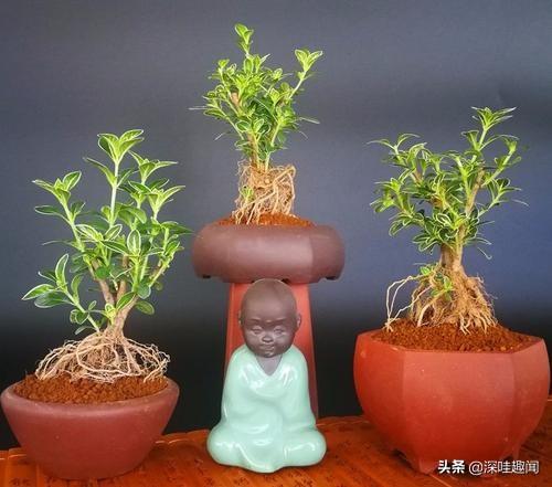 小叶金边六月雪怎么养（盆景说金边六月雪5个养护细节）(5)