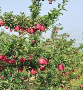 ​花牛苹果几月成熟上市，2021年花牛苹果啥时间成熟？