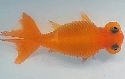 ​新手养金鱼最容易出现的病——炸鳞病