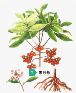 ​中药古今研究：朱砂根、矮茎朱砂根