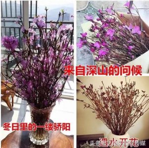 ​野生兴安杜鹃干枝网上热销 “枯木逢春” 原来只是商家噱头