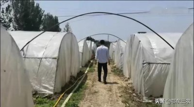 ​农村养殖食用蚂蚱30元一斤，技术要求低养殖简单，是创业的好选择
