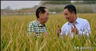 ​新疆也能种旱稻，旱稻的优势有哪些？旱稻怎样科学施肥与管水？