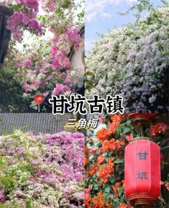 ​深圳不愧是财大气粗的大都市，这些赏花地方全都免费