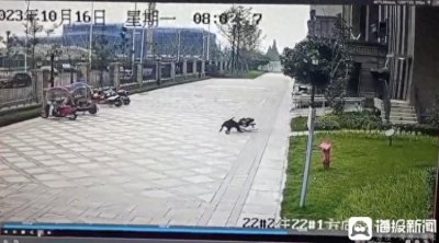 ​海报观察丨五起恶性狗咬人事件仅一起被明确追究刑责 “狗咬人”不能止于罚款和