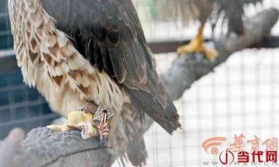 市民在小区内发现一只受伤猎隼 疑被人圈养虐待