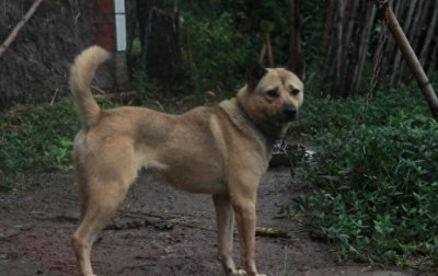 ​农村那些狗贩子，收走的狗狗会怎么处理？内行人说出了原因。