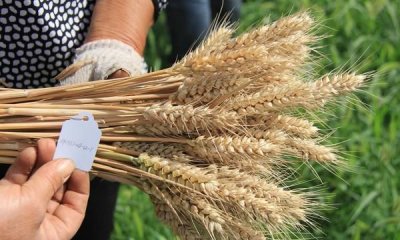 ​全开麦和半开麦区别,什么是开全麦,开半麦