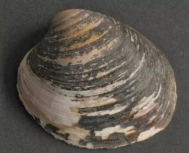 ​这只经历了400年风雨的生物，在实验室里被科学家研究死了