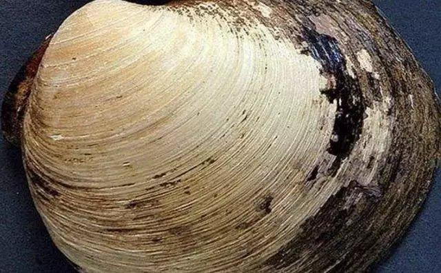 这只经历了400年风雨的生物,在实验室里被科学家研究死了