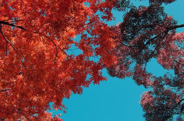 大阪旅游攻略8天详细(Osaka日本大阪旅行攻略)(3)