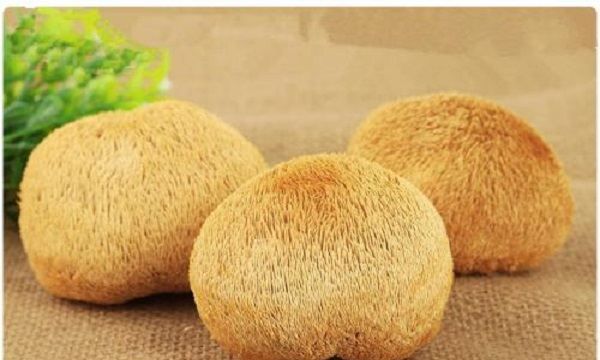 蘑菇有哪几种,蘑菇有几种类型图片图6