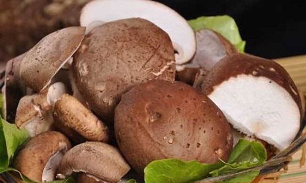 蘑菇有哪几种,蘑菇有几种类型图片图4