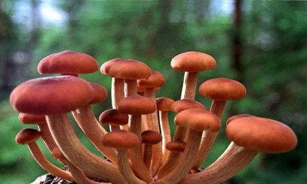 蘑菇有哪几种,蘑菇有几种类型图片图2