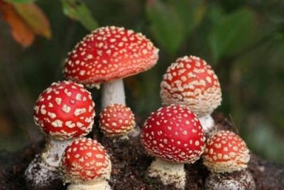 ​蘑菇有哪几种,蘑菇有几种类型图片