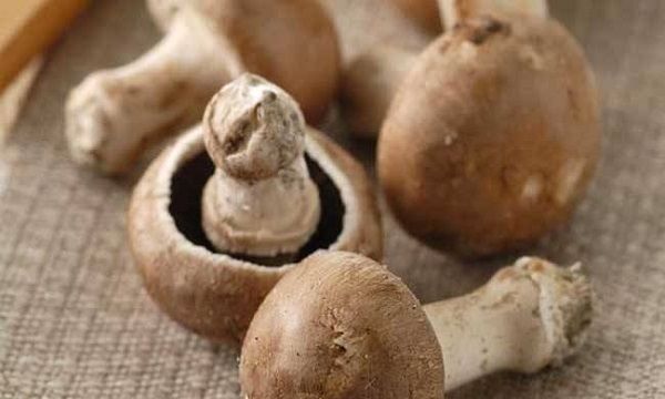 蘑菇有哪几种,蘑菇有几种类型图片图5