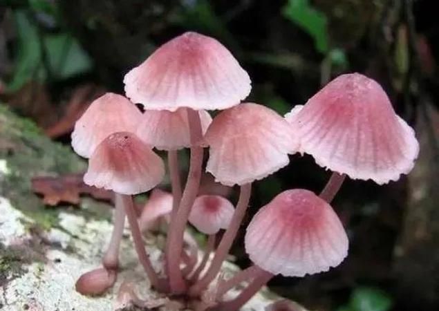 菌菇有几种比较好