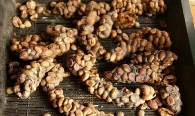 ​猫屎咖啡的由来,猫屎咖啡为什么好喝