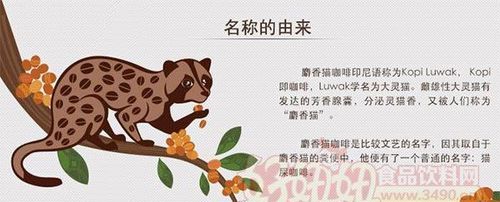 猫屎咖啡的来历