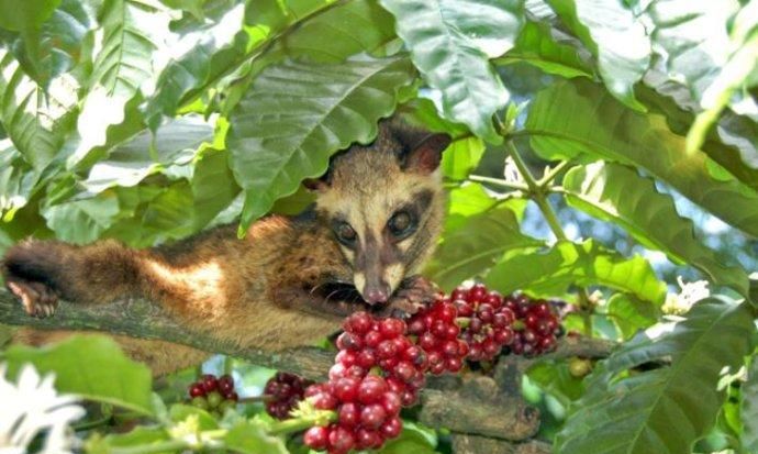 猫屎咖啡的功效与作用