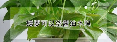 ​酱油可以浇哪些植物,酱油水浇绿萝可以吗