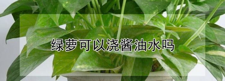 酱油水浇绿萝可以吗