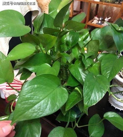 酱油可以浇哪些植物,酱油水浇绿萝可以吗