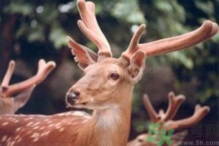 鹿角霜的药用价值是什么?鹿角霜的功效和作用 鹿角霜的药用价值是什么?鹿角霜的功效和作用