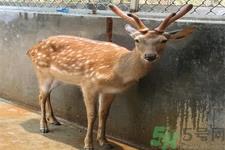 鹿角霜的药用价值是什么?鹿角霜的功效和作用 鹿角霜的药用价值是什么?鹿角霜的功效和作用