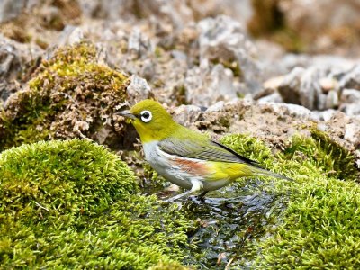 ​国家二级保护动物鸟类（国家二级保护动物鸟类可以养吗）