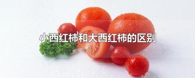 ​小西红柿和大西红柿的区别