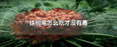 ​铁树果怎么吃才没有毒