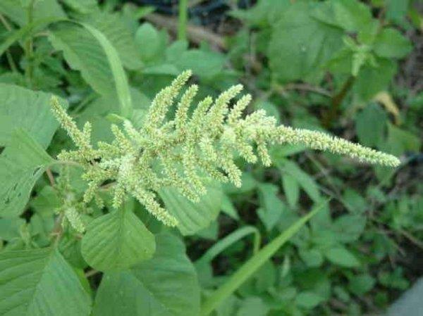 刺苋的功效与作用是什么