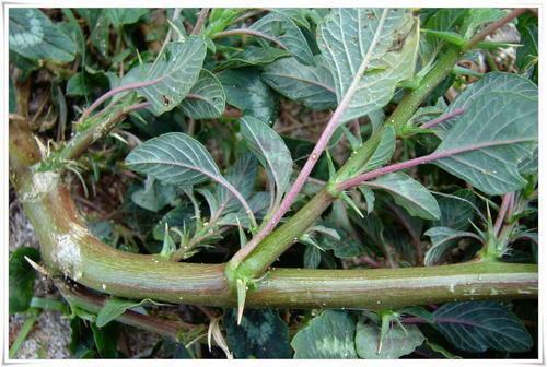 刺苋的功效与作用是什么