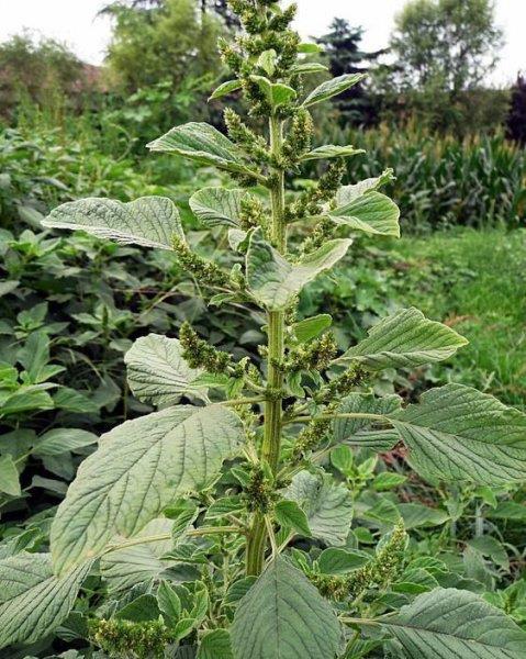 刺苋的功效与作用是什么