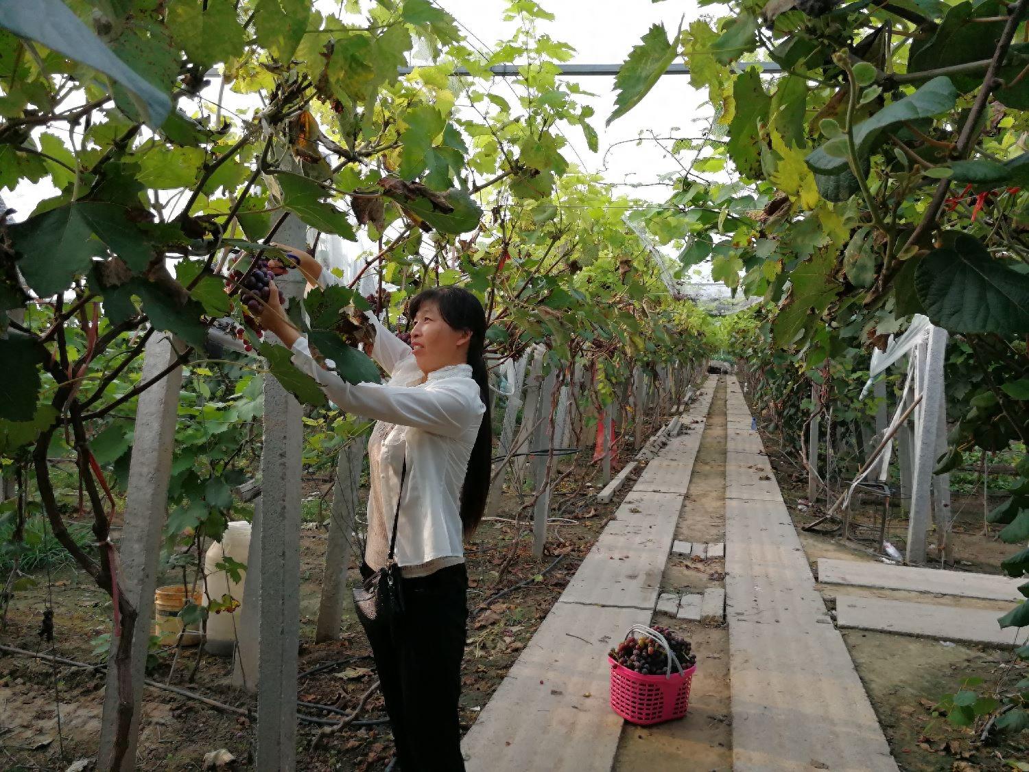 这么多葡萄，金手指12元一斤，红宝石10元3斤，你喜欢哪一种