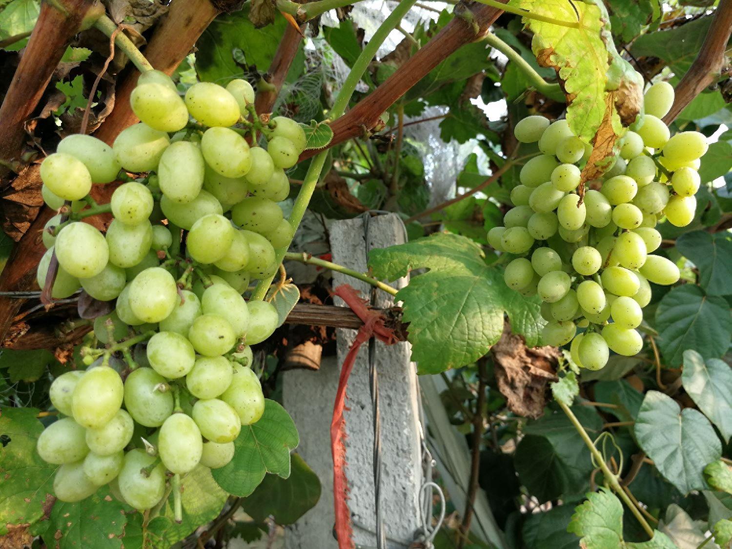 这么多葡萄，金手指12元一斤，红宝石10元3斤，你喜欢哪一种