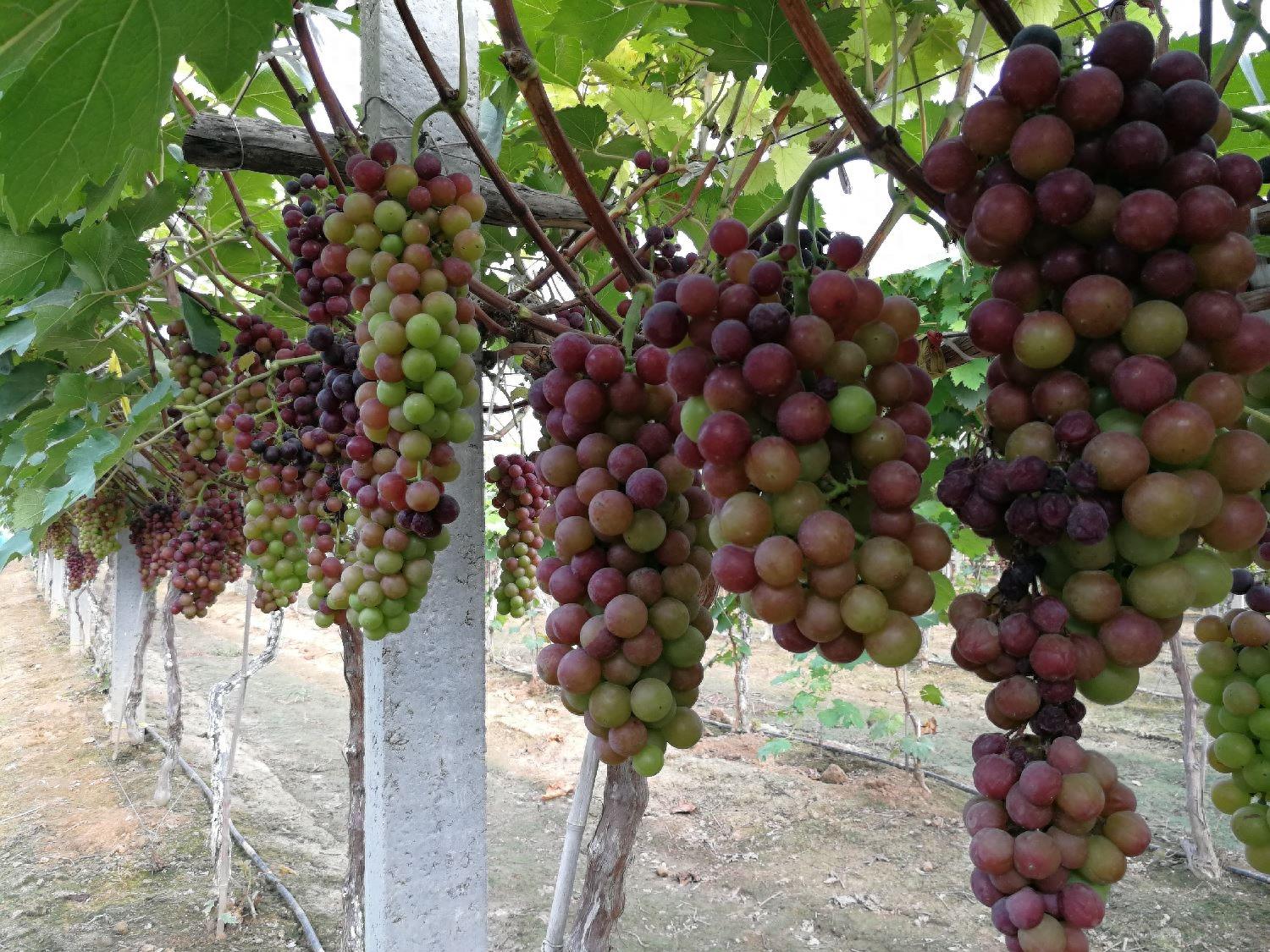 这么多葡萄，金手指12元一斤，红宝石10元3斤，你喜欢哪一种