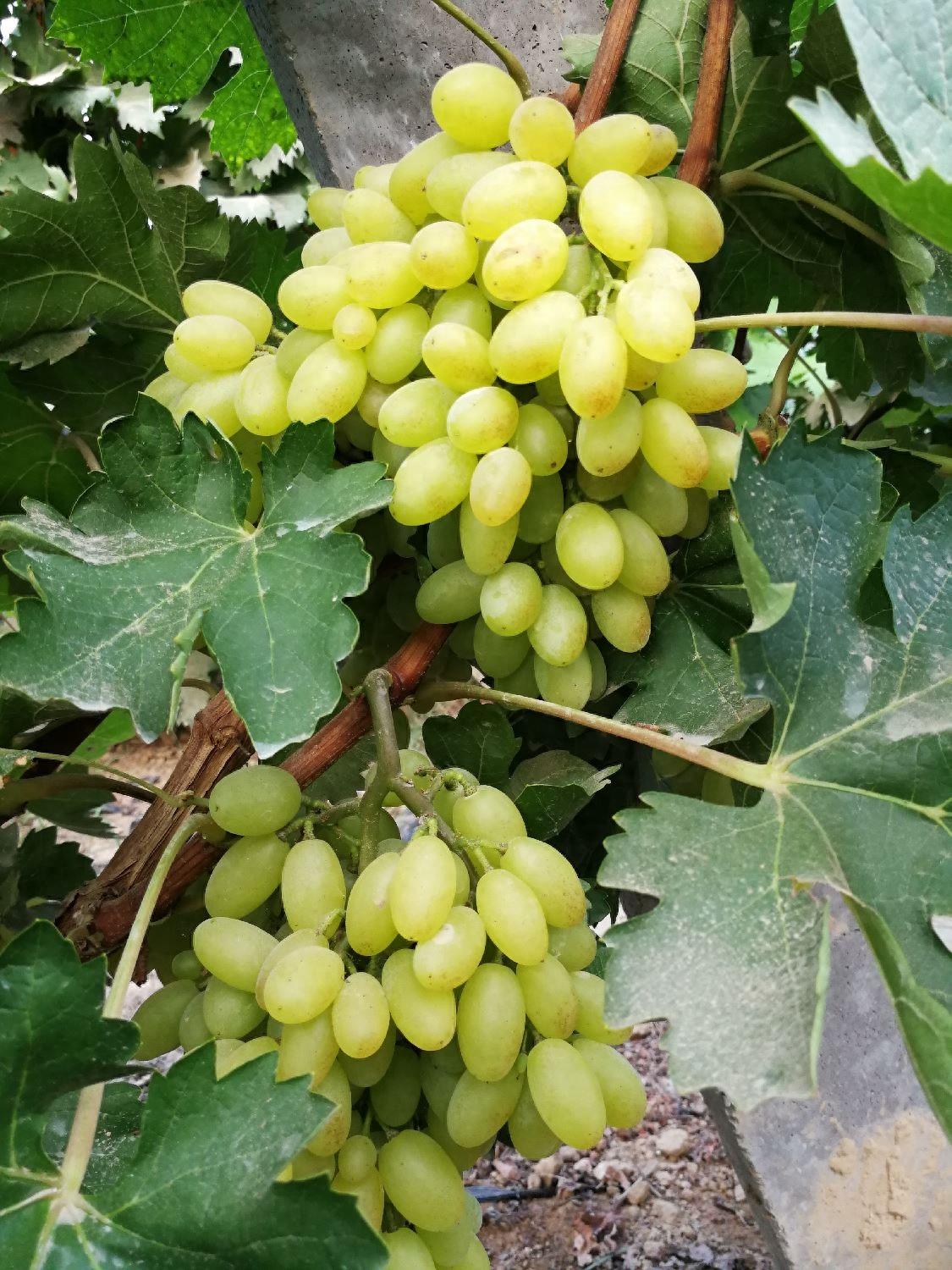 这么多葡萄，金手指12元一斤，红宝石10元3斤，你喜欢哪一种