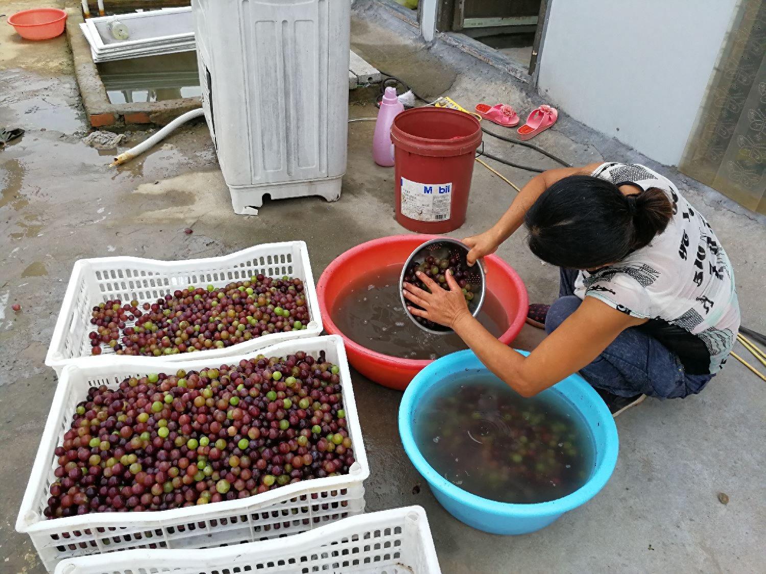 这么多葡萄，金手指12元一斤，红宝石10元3斤，你喜欢哪一种