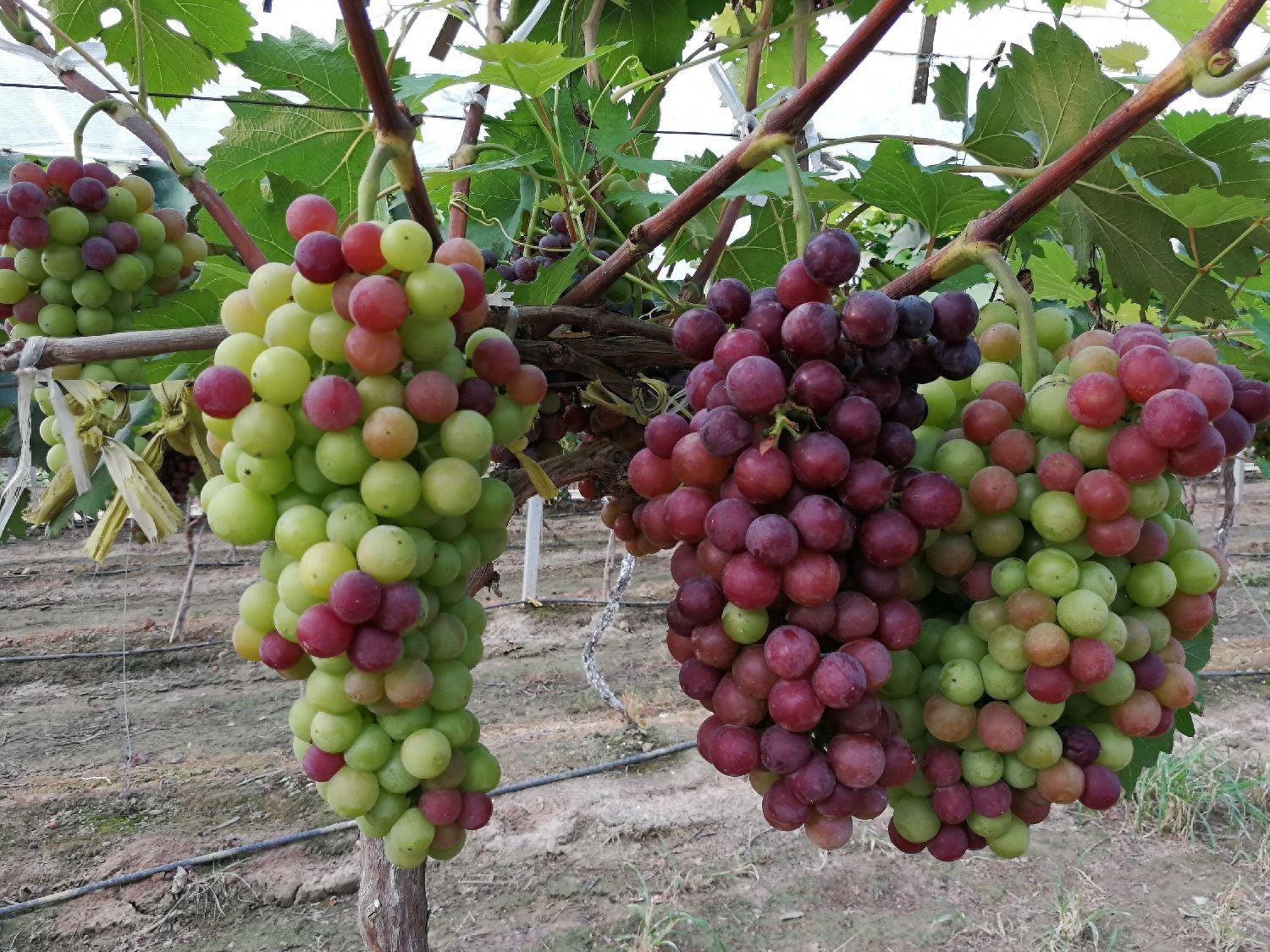 这么多葡萄，金手指12元一斤，红宝石10元3斤，你喜欢哪一种