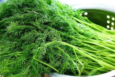 ​茴香苗的功效与作用（茴香苗介绍）