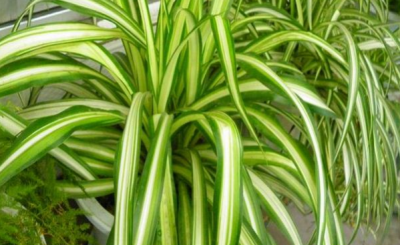 ​金边吊兰长出很多藤条怎么办 修剪方法是什么