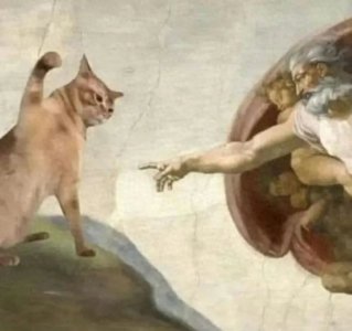 ​爱猫人士应该学会的10+个保姆级「撸猫」手法