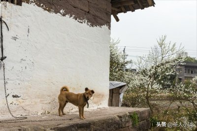 ​男不养猫女不养狗（男不养猫女不养狗是什么道理）